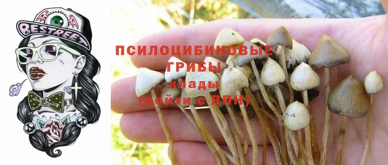 где купить наркоту  Бабаево  Галлюциногенные грибы Psilocybe 